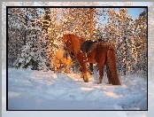 Drzewa, Konie, Śnieg