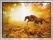 Konie, Jesień, Dwa, Drzewa