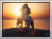 Konie, Zachód słońca, Dwa, Morze