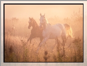 Konie, Mgła