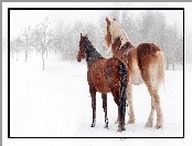 Śnieg, Konie, Padający