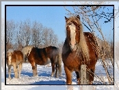 Śnieg, Konie, Zima