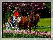 Konie, Tulipany, Park, Bryczka