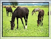 Trawa, Konie, Pastwisko