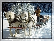 Konny, Woźnica, Zaprzęg, Śnieg