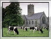 Kościół, Łąka, Adare, Irlandia, Krowy