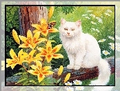 Kot, Lilie, Biały, Żółte