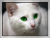 Kot, Oczy, Biały, Zielone