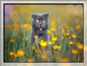 Łąka, Kot brytyjski krótkowłosy, Kwiaty