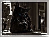 Czarny, Kot, Oczy, Niebieskie