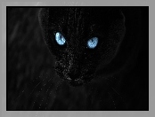 Kot, Oczy, Czarny, Świecące