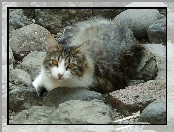Kamienie, Kot