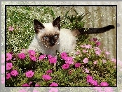 Kwiaty, Kot, Fioletowe