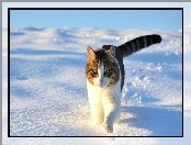 Śnieg, Kot, Zima