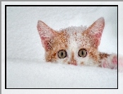 Śniegu, Kot, Zaspa
