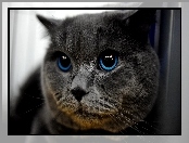 Oczy, Kot, Niebieskie