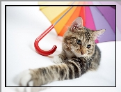 Parasolka, Kot, Kolorowa