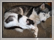 Kot, Siberian Husky, Śpiący, Pies