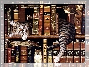 Kot, Książki, Śpiący, Regał