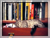 Kot, Książki, Śpiący, Szuflada