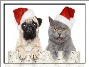 Kot, Czapki, Pies, Świąteczne