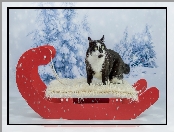 Kot, Śnieg, Zima, Sanki