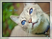 Kotek, Oczy, Biały, Niebieskie