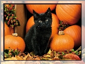 Kotek, Halloween, Czarny, Dynie