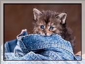 Kotek, Jeans, Mały, Spodnie