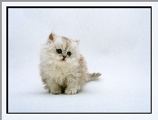 Kotek Perski, Mały, Biały