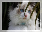 Oczy, Kotek, Niebieskie