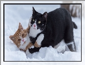 Koty, Śnieg, Dwa, Zabawa