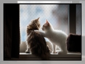 Przyjazń, Koty, Okno