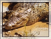 Krokodyl, Błoto
