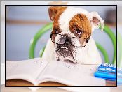 Książka, Kalkulator, Buldog angielski, Pies, Okulary