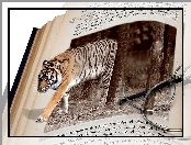 Książka, 4D, Tygrys, Las