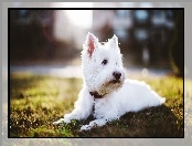 West Highland White Terrier, Obroża