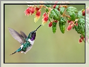 Kwiat, Koliber, Brzęczek białobrzuchy