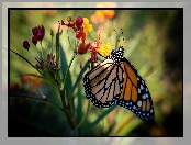 Kwiat, Motyl monarcha, Danaid wędrowny