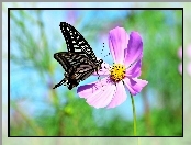 Motyl, Kwiat, Kosmea