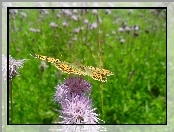 Motyl, Kwiat, Ostu