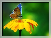 Kwiat, Modraszek, Żółty, Motyl