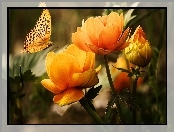 Kwiat, Art, Pomarańczowy, Motyl