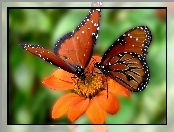 Kwiat, Motyle, Pomarańczowy, Dwa