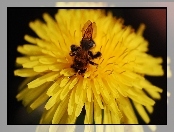Pszczoła, Kwiat, Owad
