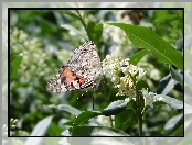 Kwiat, Motyl, Rusałka osetnik