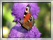 Kwiat, Motyl, Rusałka pawik