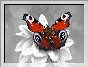 Rusałka pawik, Motyl, Kwiatek, Biały, Kolorowy