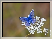 Kwiatki, Białe, Motyl, Niebieski, Motylek
