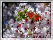 Drzewo Owocowe, Wiosna, Pawik, Rusałka, Kwiaty, Motyl